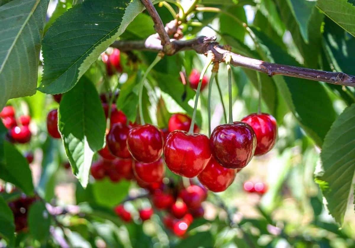 Cerezas en un cultivo.