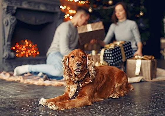 Un perro durante la celebración de Navidad.