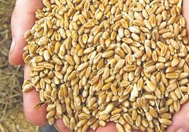 Un agricultor recoge trigo.