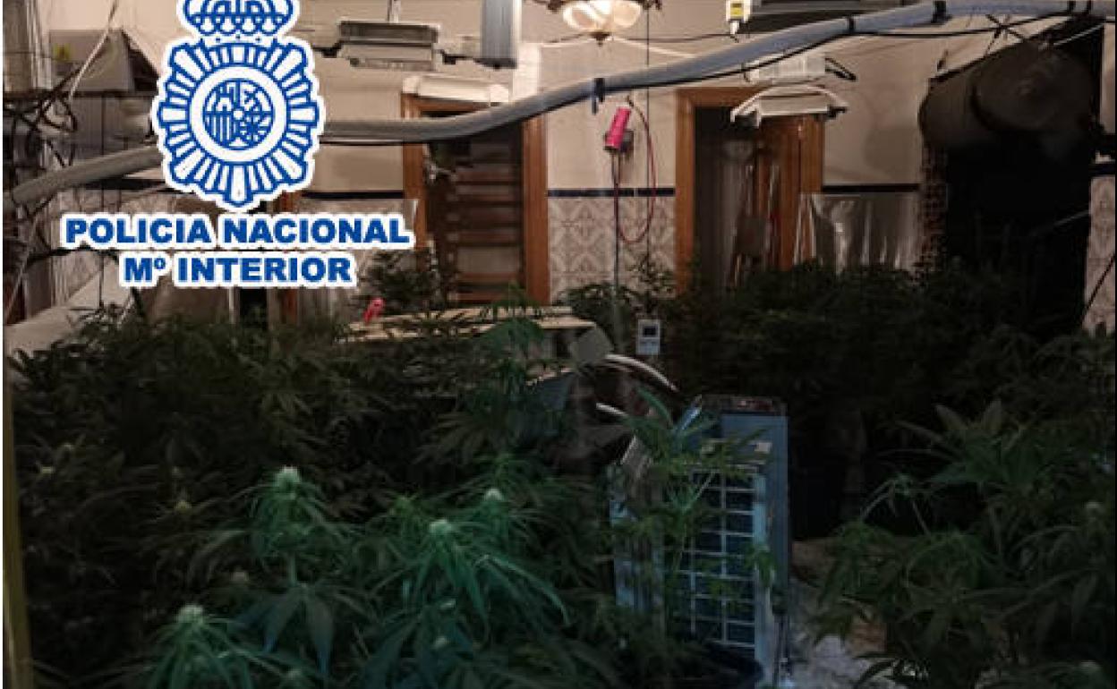 SUCESOS: La Policía Nacional desarticula un punto de venta de droga y de cultivo de marihuana en Elda