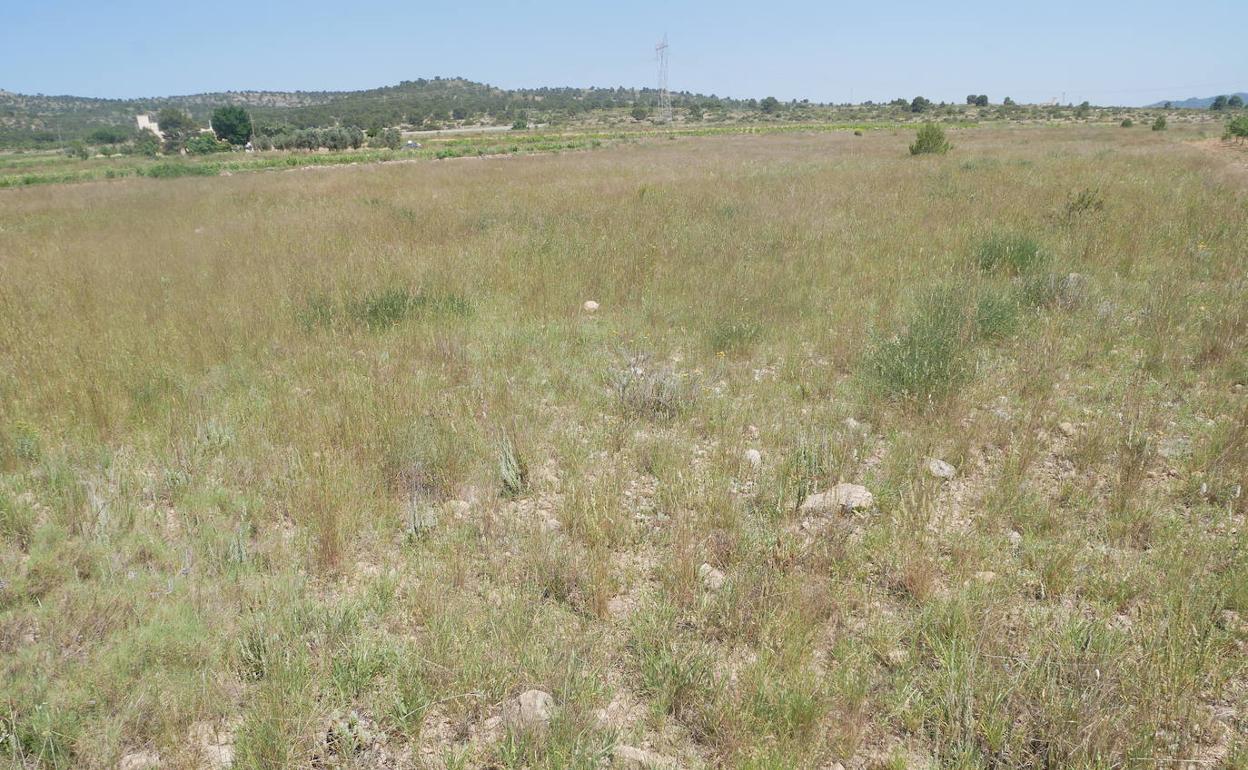 Terrenos donde se ubicará la planta fotovoltaica. 