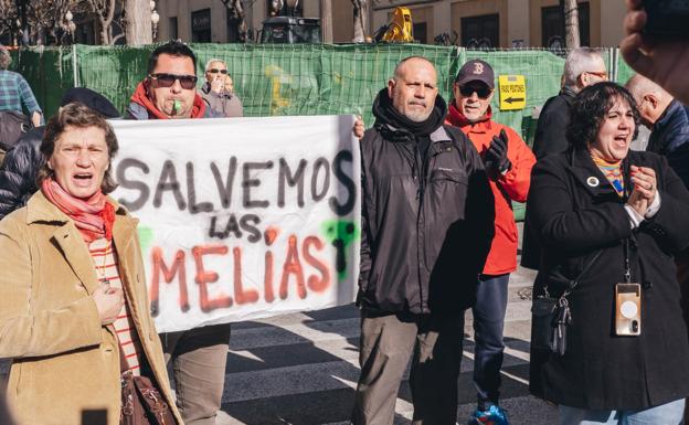 El Ayuntamiento de Alicante comienza el traslado de las melias al parque Sergio Melgares