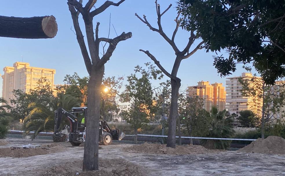 Los ejemplares de melias, plantados en el parque Sergio Melgares, este jueves por la tarde.