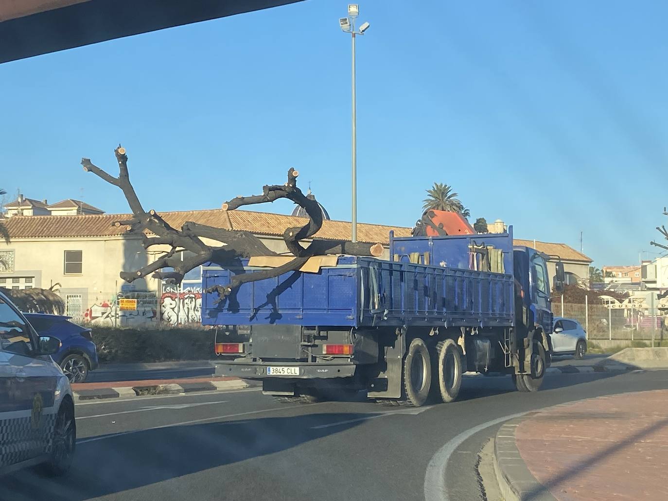 Imagen secundaria 1 - Las melias ya están en su ubicación definitiva en el parque del PAU 5 de Alicante