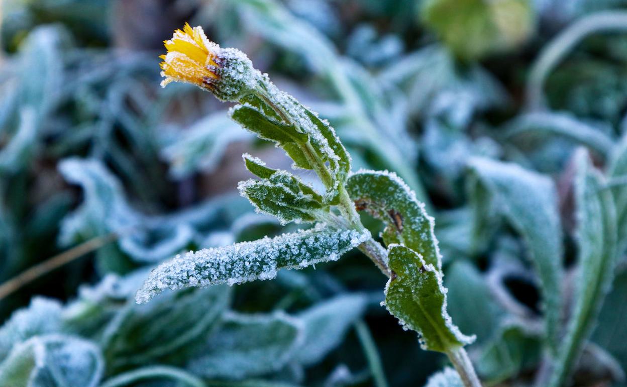 Una planta congelada por las bajas temperaturas