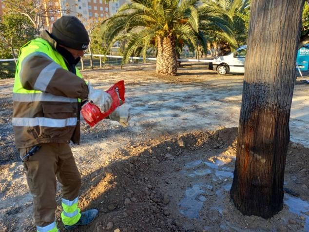 Fotos: La nueva vida de las melias