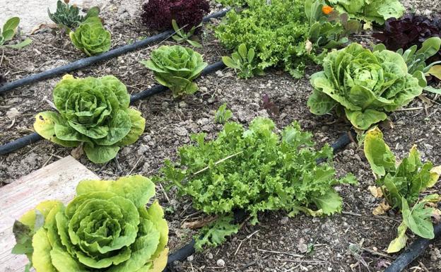 Cultivos plantados en el huerto. 
