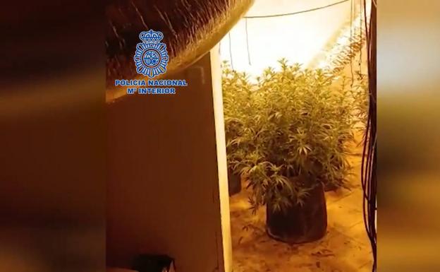 Imagen de una de las viviendas con plantación de marihuana. 