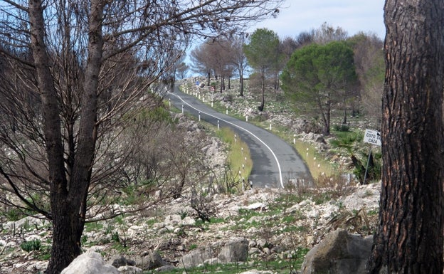 Carretera de accedo a la Vall d'Ebo, epicentro del incendio el pasado verano. 