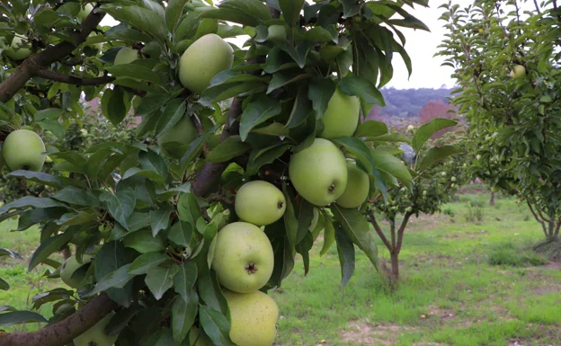 La fruta se recoge verde del árbol y madura hasta volverse amarilla protegida por telas o mantas 