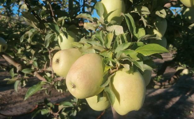 Una manzana alicantina con la que resurgir de las cenizas (y de la xylella)