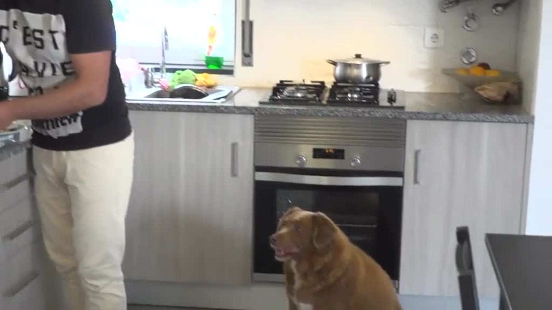 Bobi, 31 años, el perro más longevo del mundo