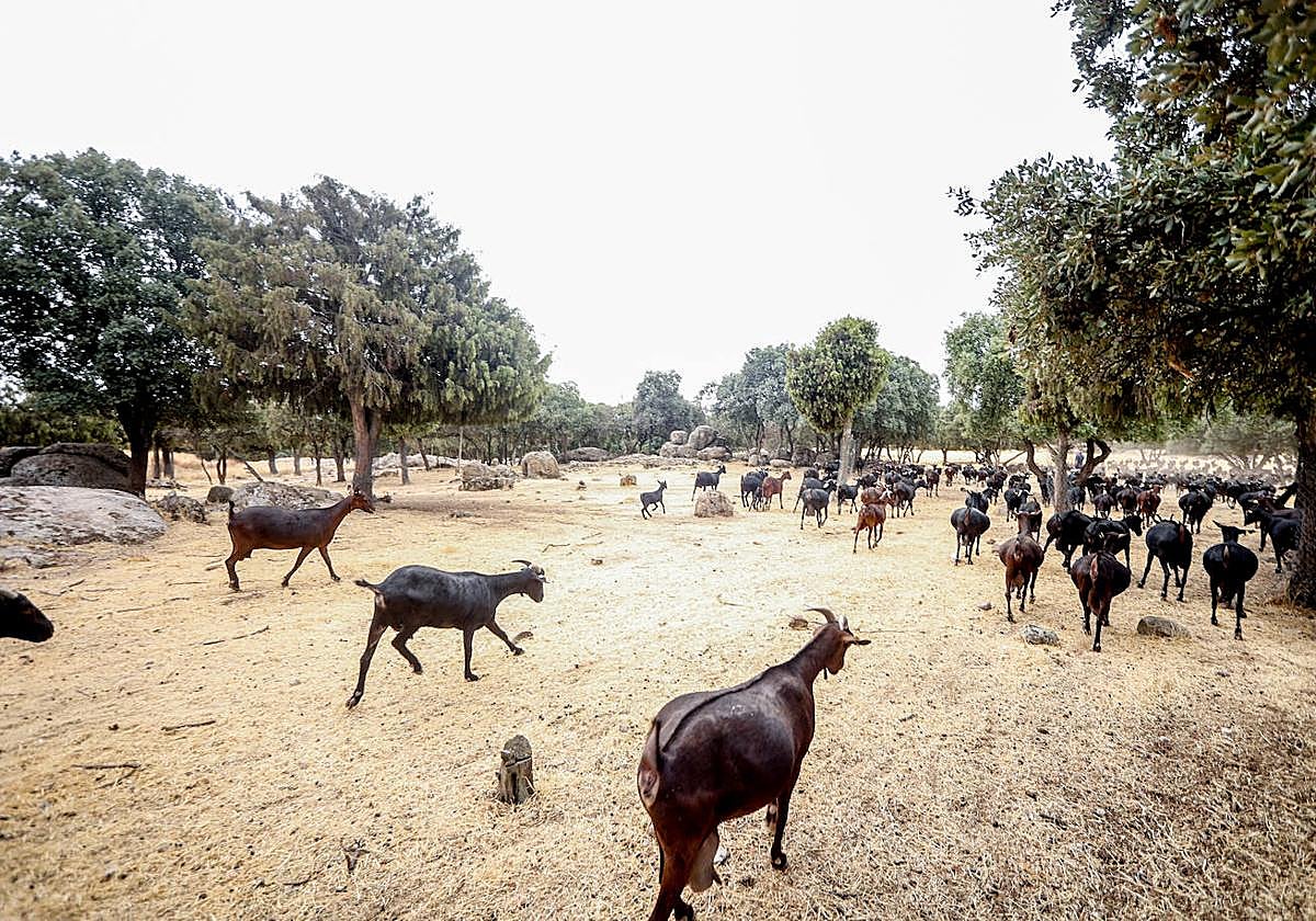Cabras de una ganadería.
