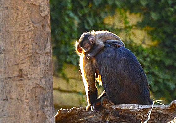 La cría de mono capuchino de Terra Natura Benidorm con su madre.