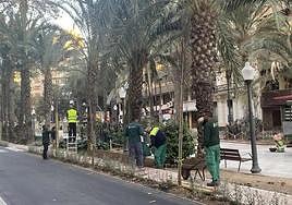 Operarios plantando los nuevos ejemplares en Doctor Gadea.