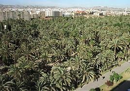 Imagen del Palmeral de Elche tomada hace casi un cuarto de siglo.