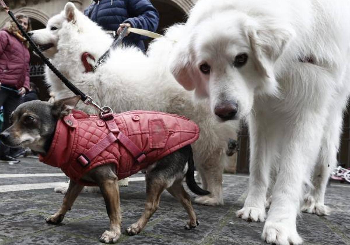 Celebración de San Antón, el patrón de los animales