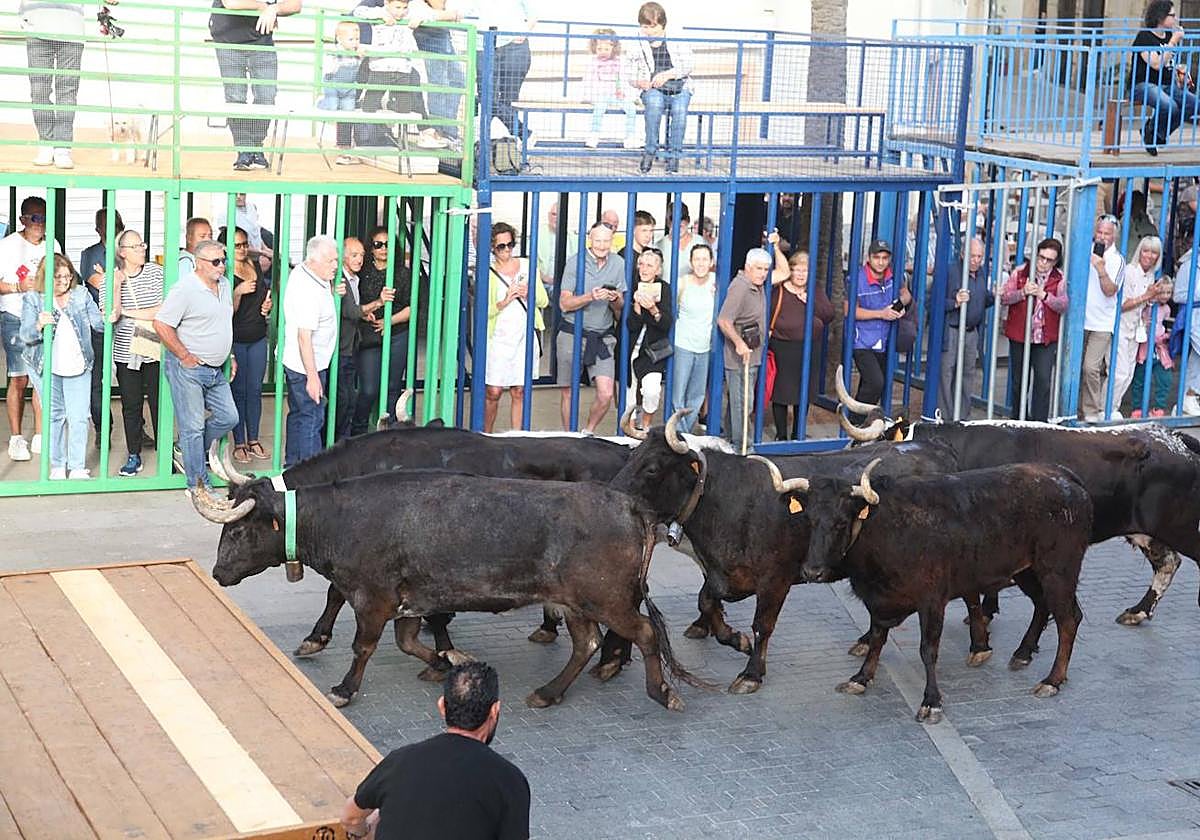 Celebración dels Bous al Carrer en Xàbia.