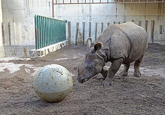 Los rinocerontes de Terra Natura entrenan con su pelota.
