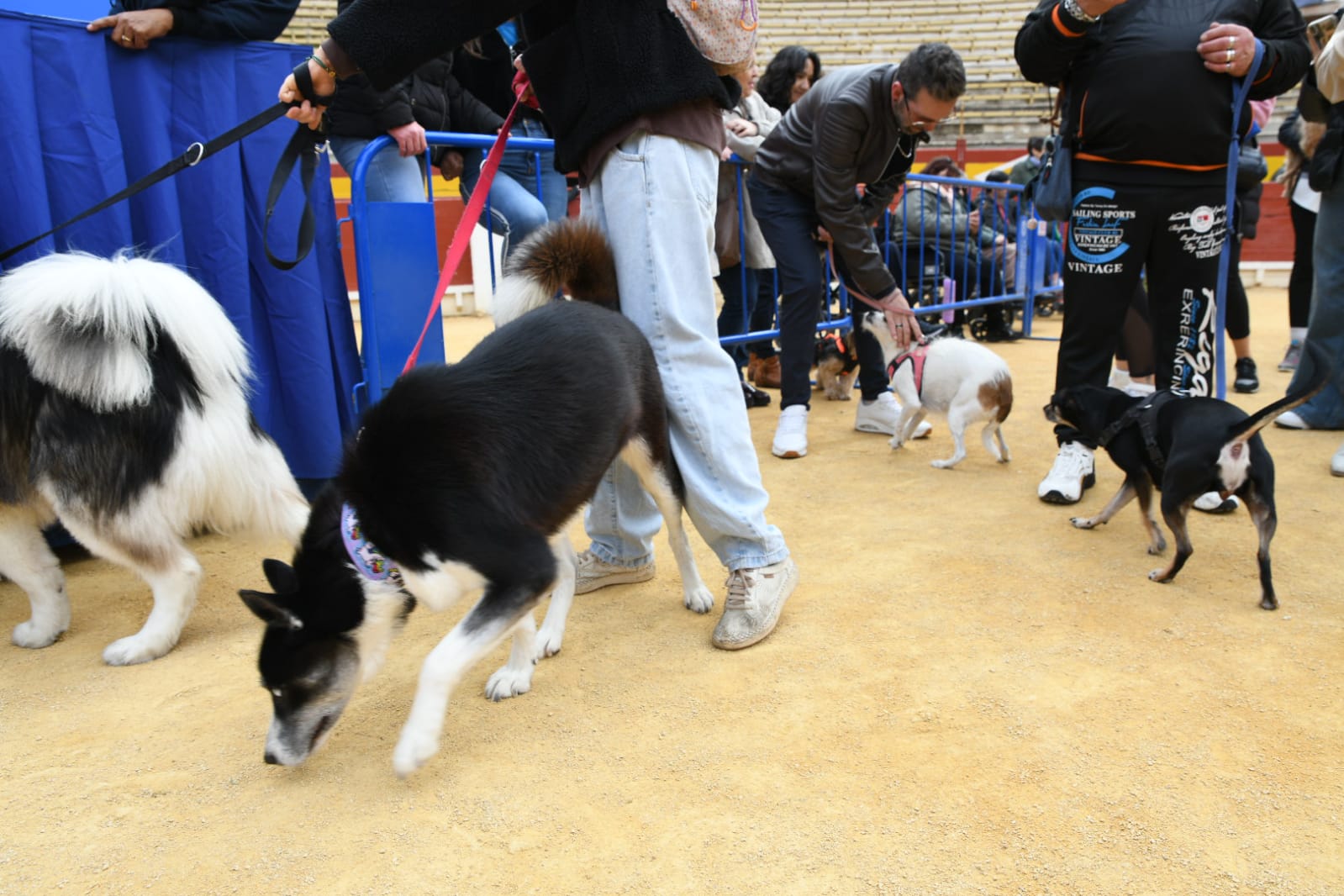 Las fiestas del Porrate de San Antón celebran su tradicional bendición de animales