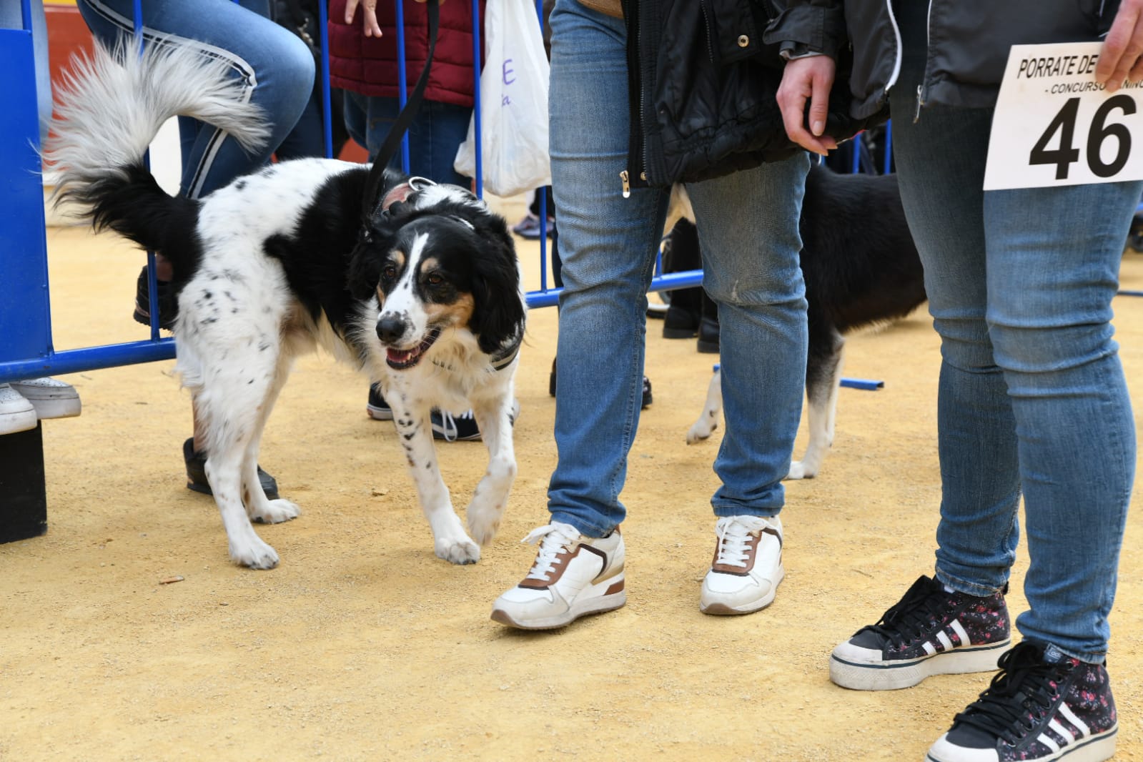 Las fiestas del Porrate de San Antón celebran su tradicional bendición de animales