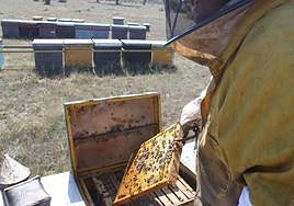 Apicultor trabajando con sus colmenas.