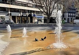 Palomas refrescándose en una fuente en Alicante.