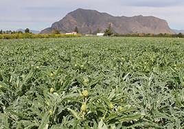 Imagen de archivo de un campo de alcachofas.