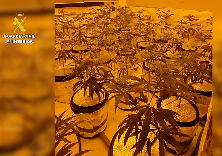 La plantación de marihuana descubierta por la Guardia Civil.