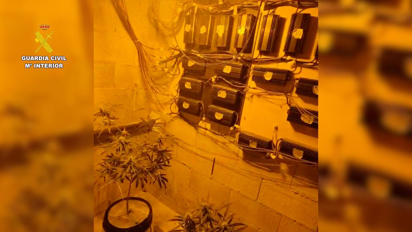 Imagen principal - Un enganche ilegal a la luz lleva a descubrir una plantación de marihuana en Benissa
