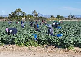 Cultivo en Elche de alcachofas.