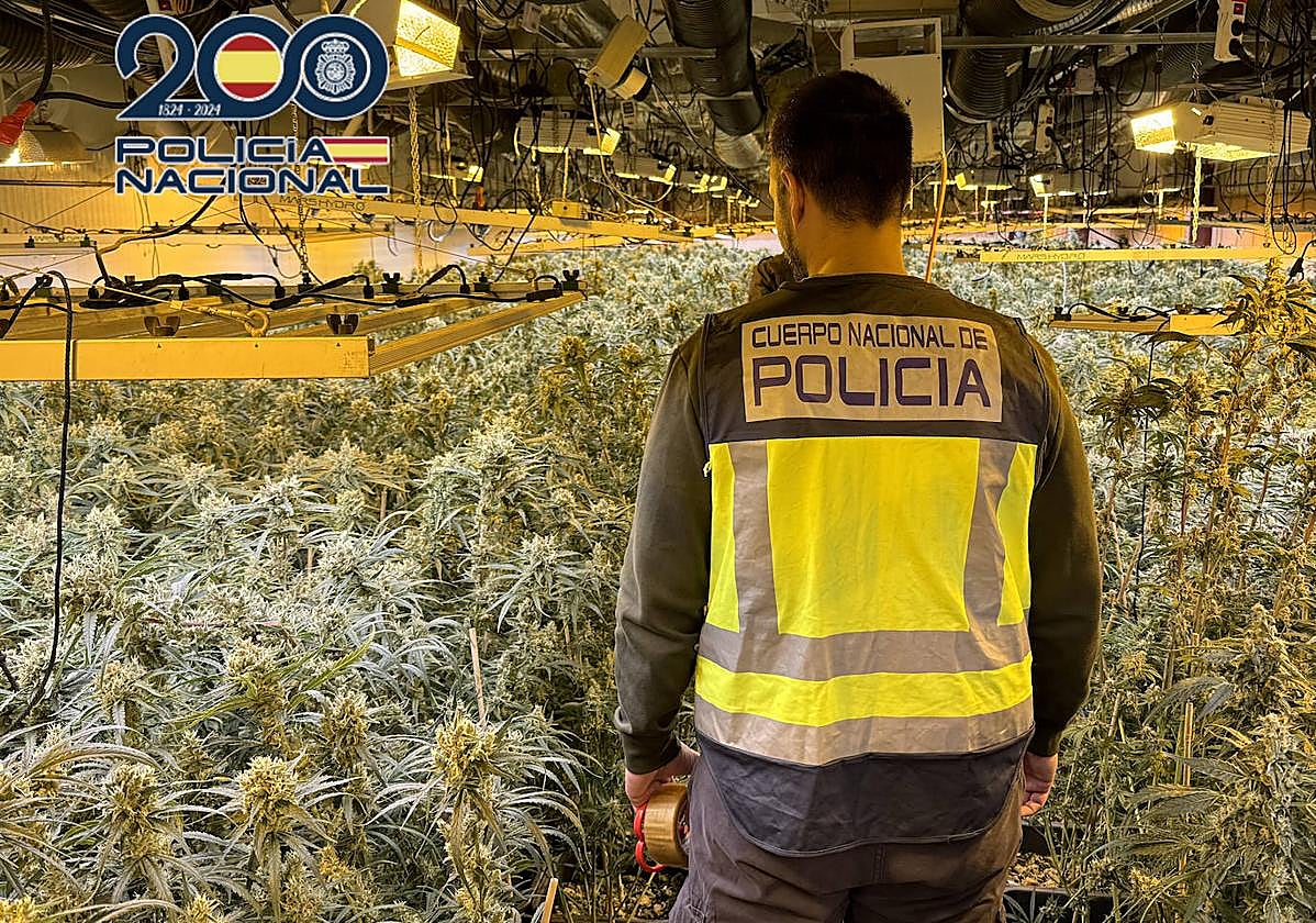 La nave que albergaba las plantación tenía una superficie de 1.100 m2.