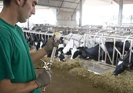 Vacunación contra la lengua azul en una granja.