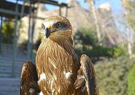 Gaia, la nueva hembra de milano negro en Terra Natura.