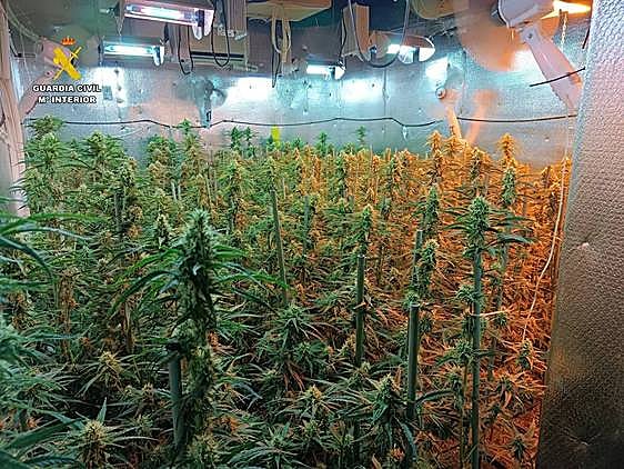 Plantación de marihuana.