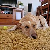 La desesperada búsqueda de Rolo por las partidas rurales de Alicante