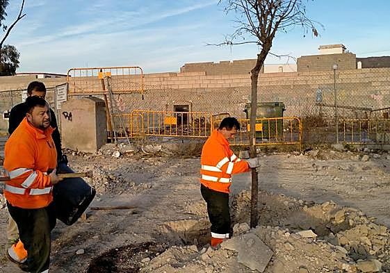 Operarios municipales plantan un árbol en El Campello.