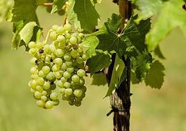 Uvas de un viñedo.