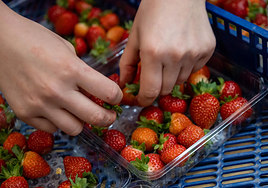 Foto de archivo de una operaria preparando tarrinas de fresas.