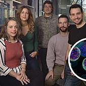 Una investigación de la UMH demuestra que la ausencia de proteína Kdm1a acelera el envejecimiento