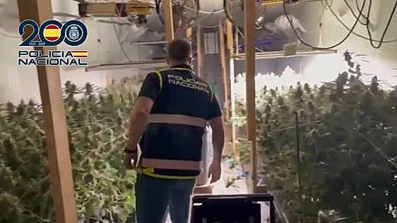 Imágenes de la plantación.