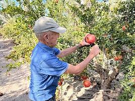 Un agricultor recoge una granada.