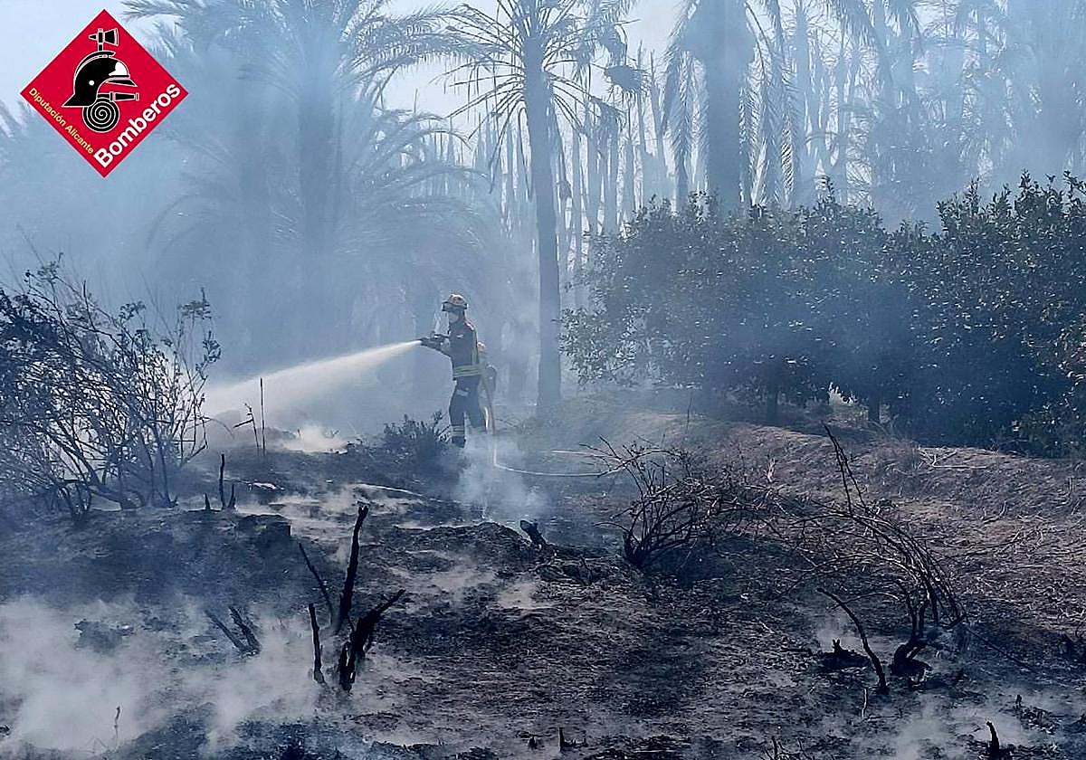 Un efectivo del Consorcio de Bomberos lanza agua en el palmeral.