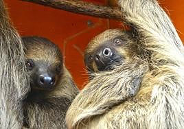 Charlie y Pere, la pareja de perezosos de Terra Natura Benidorm.