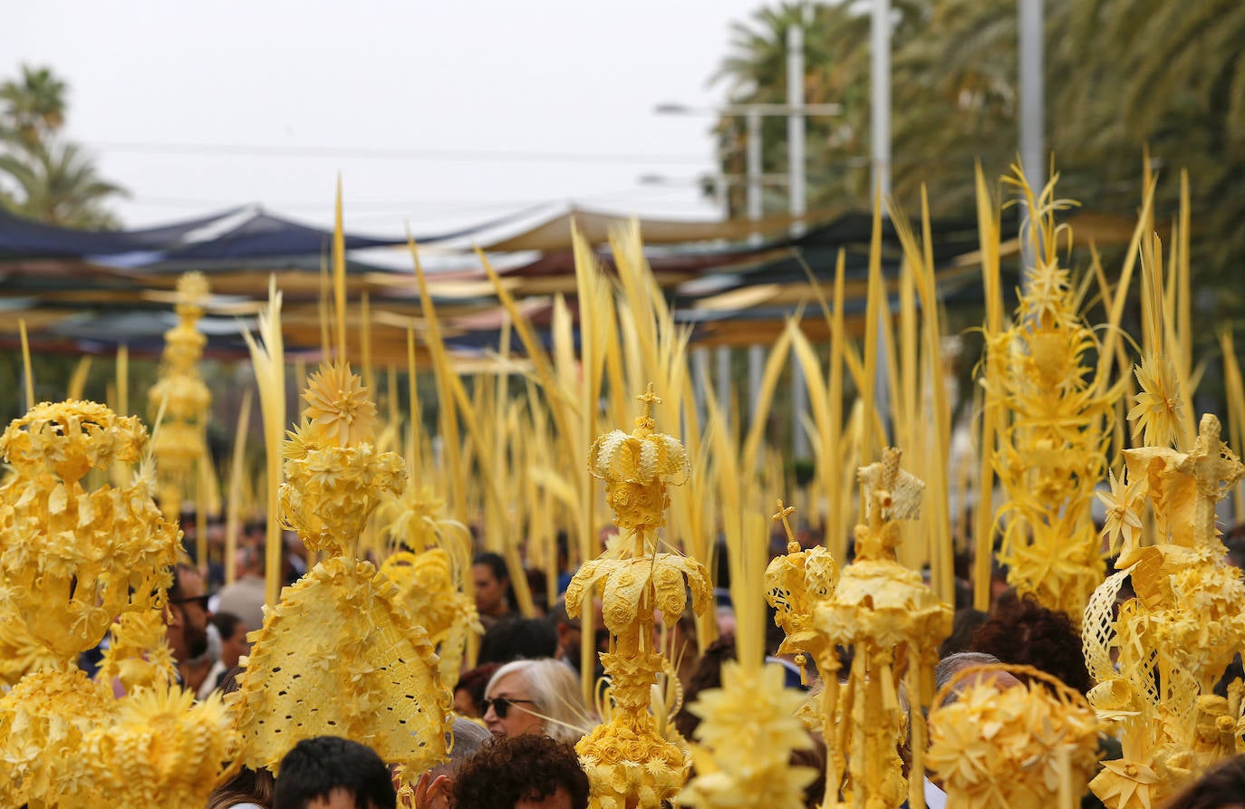 Las palmas blancas llenaron las calles de Elche.