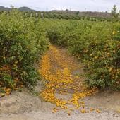 Limones en el suelo de un cultivo.