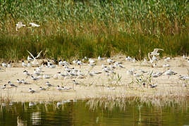 Ejemplares de gaviota picofina.