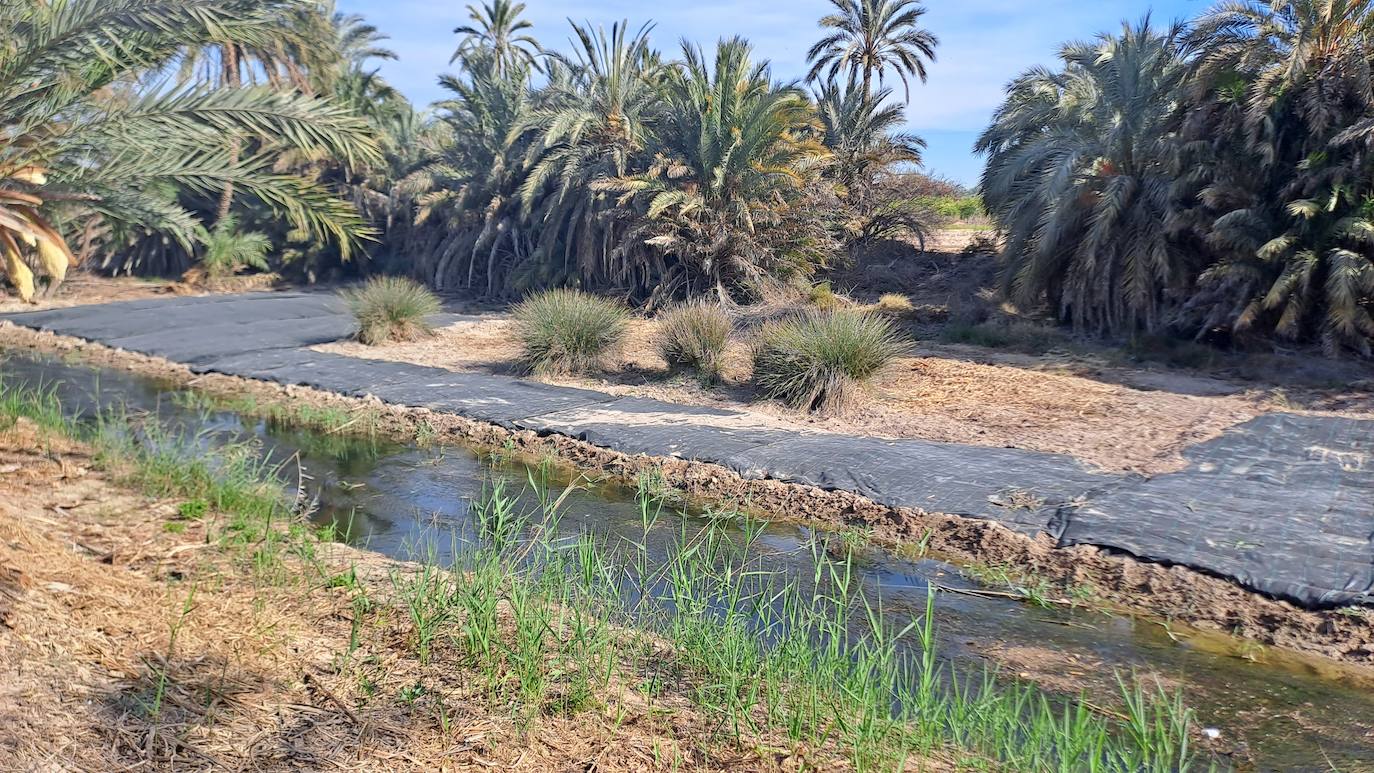 Imagen principal - Comienzan las obras del cauce del Vinalopó para acabar con especies invasoras