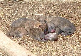 Las crías de dhole recién nacidas.