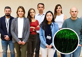 Parte del equipo responsable de la investigación junto a una imagen de células Glia Radial en la corteza cerebral de hurón neonato.